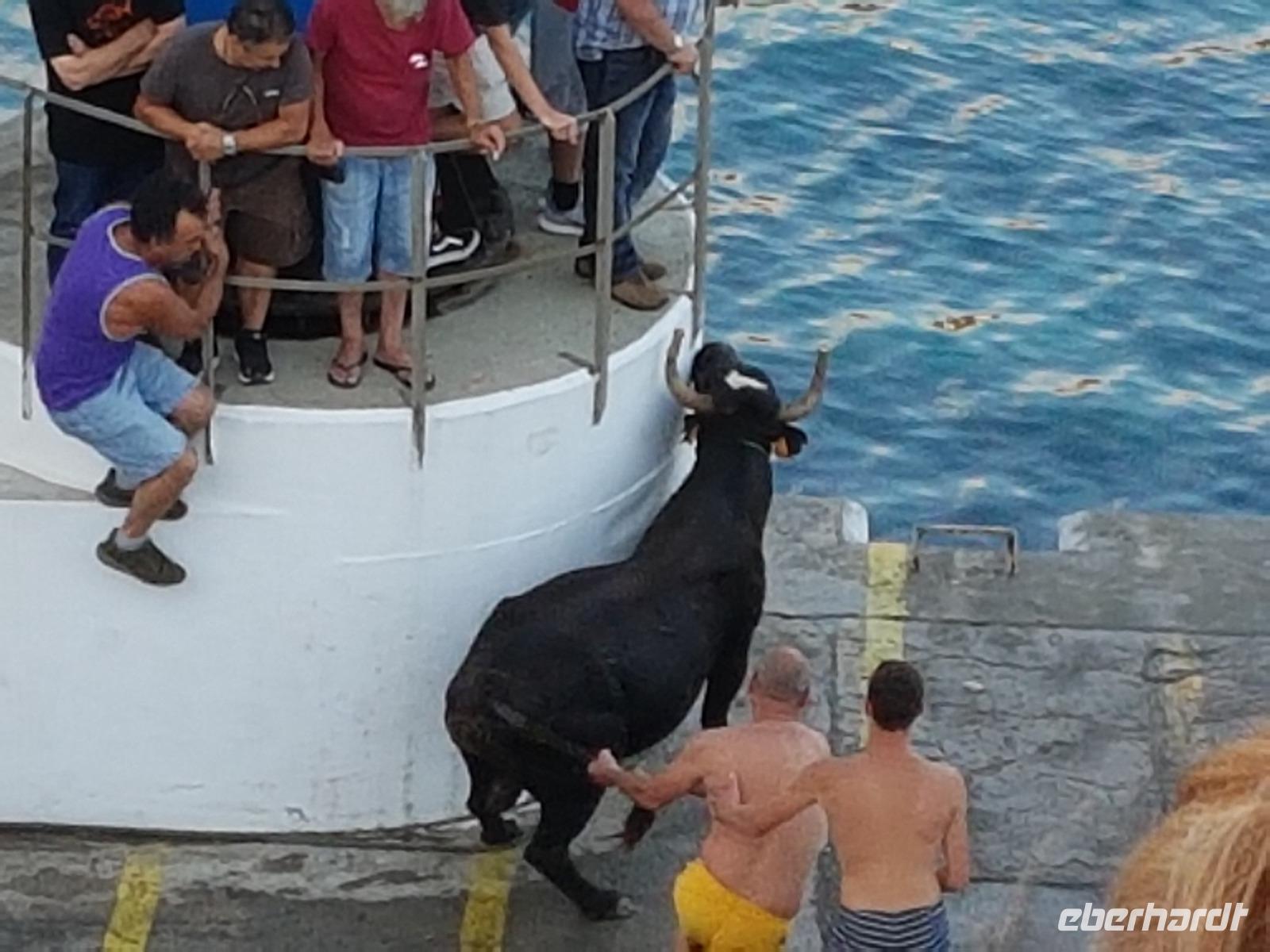 Portugal, Azoren, Terceira, Porto Judeum, Tourada a corda 