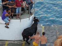 Portugal, Azoren, Terceira, Porto Judeum, Tourada a corda 