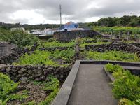 Portugal, Azoren, Terceira, Biscoitos, Weinmuseum