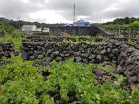 Portugal, Azoren, Terceira, Biscoitos, Weinmuseum