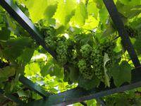 Portugal, Azoren, Terceira, Biscoitos, Weinmuseum