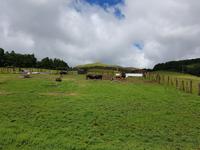 Portugal, Azoren, Terceira, Stierweide