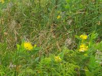 Portugal, Azoren, Faial, Blumen am Kraterrand
