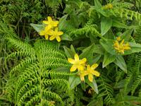 Portugal, Azoren, Faial, Blumen am Kraterrand