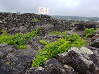 Portugal, Azoren, Pico