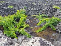 Portugal, Azoren, Pico, Weingarten