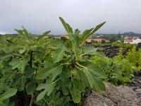 Portugal, Azoren, Pico, Feigenbaum