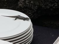 Portugal, Azoren, Pico, Sao Roque, Essensgast