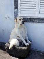 Portugal, Azoren, Faial, Horta, 