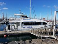 Portugal, Azoren, Ponta Delgada, Walbeobachtungsboot