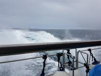 Portugal, Azoren, Ponta Delgada, Walbeobachtungsboot