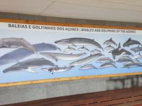 Portugal, Azoren, Ponta Delgada