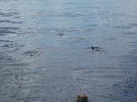 Portugal, Azoren, Ponta Delgada, Delphine