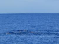Portugal, Azoren, Ponta Delgada, Walbeobachtung