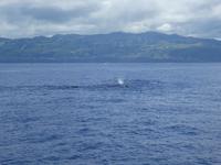 Portugal, Azoren, Ponta Delgada, Walbeobachtung