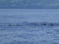 Portugal, Azoren, Ponta Delgada, Walbeobachtung