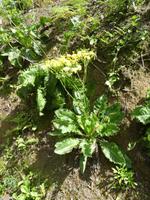 Portugal, Azoren, Caldera Velha, Asteraceae