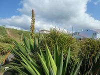 Portugal, Azoren, Yukapalme