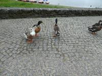 Portugal, Azoren, Furnas, Kochstellen beim Furnassee