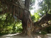 Portugal, Azoren, Furnas, Park Terra Nostra, neuseeländischer Eisenholzbaum