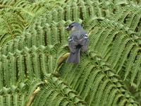 Portugal, Azoren, Furnas, Park Terra Nostra, Priolo