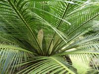 Portugal, Azoren, Furnas, Park Terra Nostra