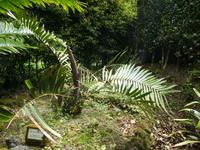 Portugal, Azoren, Furnas, Park Terra Nostra