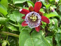 Portugal, Azoren, Furnas, Park Terra Nostra, Maracujablüte