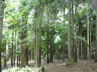 Portugal, Azoren, Furnas, Park Terra Nostra