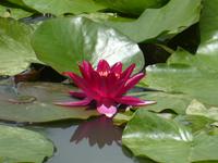 Portugal, Azoren, Furnas, Park Terra Nostra