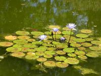 Portugal, Azoren, Furnas, Park Terra Nostra