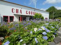 Portugal, Azoren, Teefabrik