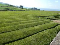 Portugal, Azoren, Teeplantage