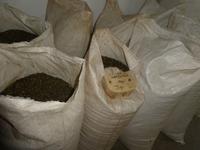 Portugal, Azoren, Teefabrik