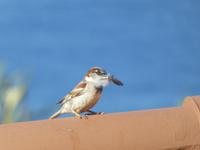 Portugal, Azoren, beim Nestbau