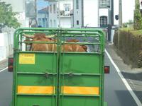 Portugal, Azoren, Terceira unterwegs