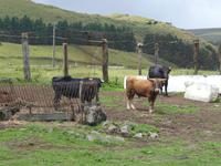 Portugal, Azoren, Terceira, Stierweide