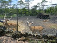 Portugal, Azoren, Faial, Capelinhos, Picknickplatz