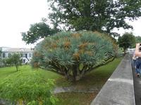Portugal, Azoren, Faial, Horta, Drachenbaum