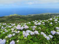 Hortensien, Hortensien...