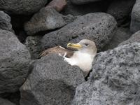 Gelbschnabelsturmtaucher