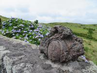 Kunst und Hortensien