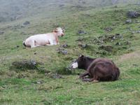 glückliche Kühe auf Corvo