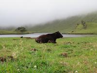 Kraterwanderung auf Corvo