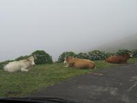 Kühe am Straßenrand