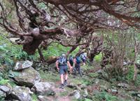 Wanderung durch Zedernwald