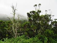 Wanderung auf Sao Jorge