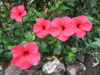 Hibiskus