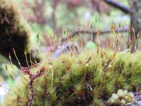 es grünt so grün...