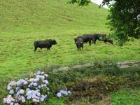 Stiere auf Teirceira